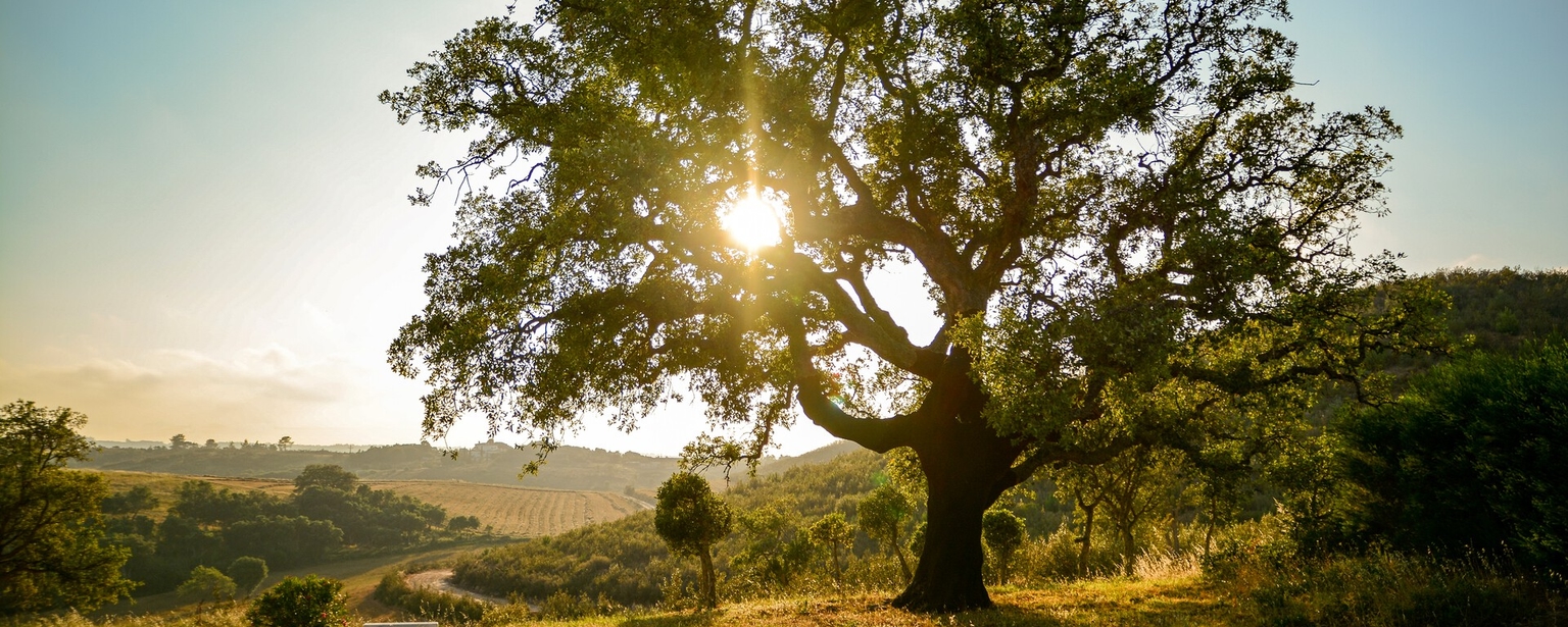 alentejo